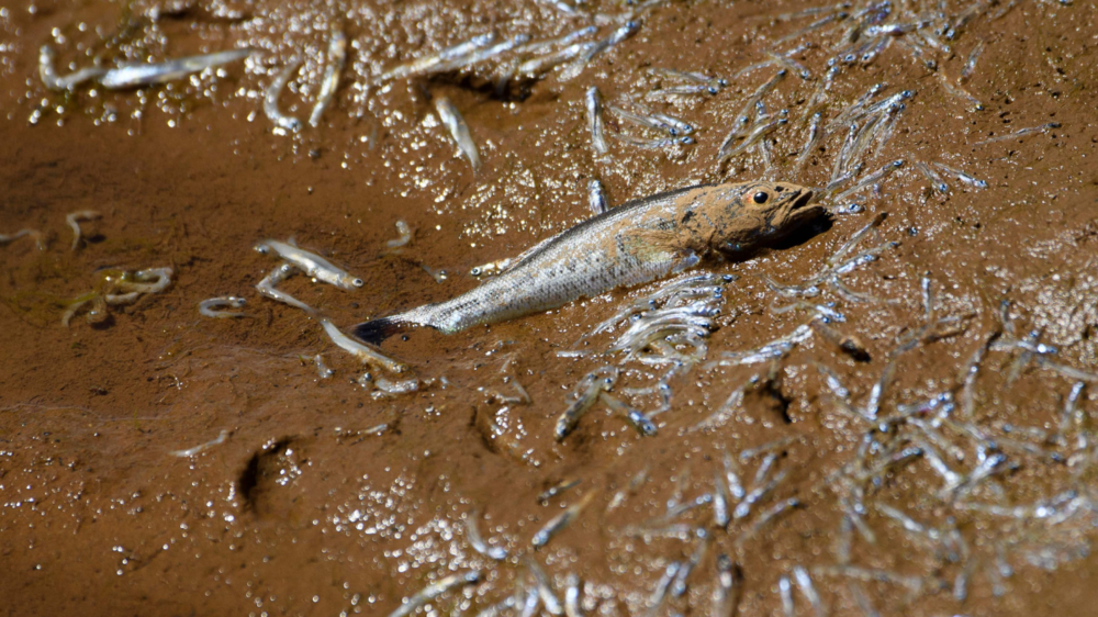 Dead and dying fish lie in Lake Oroville reservoir, California