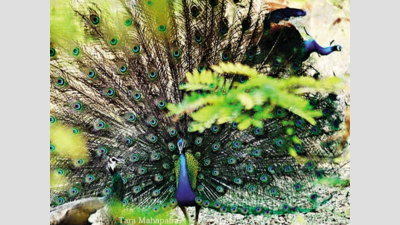 Odisha: Peacock population grows to 2000 in Pakidi