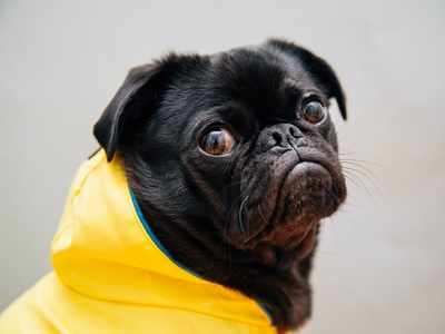 Monsoon essentials for dogs: Raincoats, paw washers & more for your pet