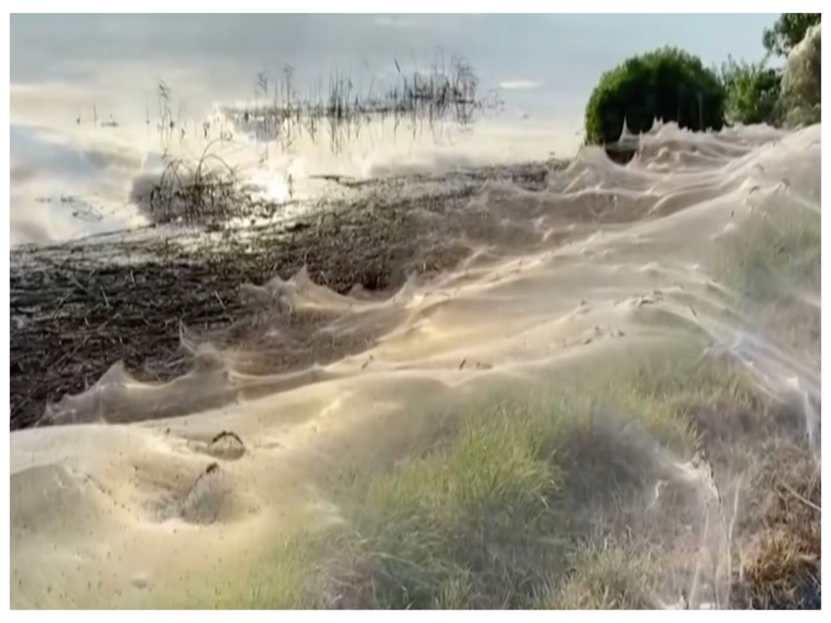 Australian town covered in massive spider webs, freaky video goes viral -  Watch, viral News