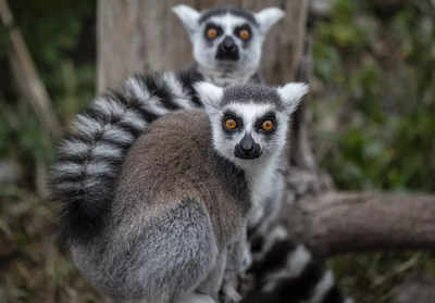 Monkeys, lemurs and apes at risk: Climate change threatens a quarter of world's primate habitat