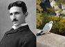 Love Tales #3: Tesla and the Pigeon