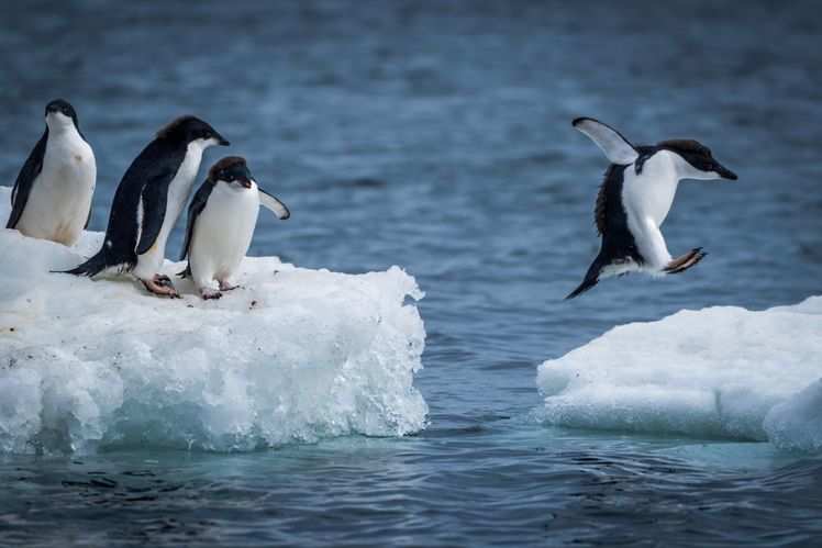 Antartica Beaches: Did You Know About These Beautiful Antarctica ...