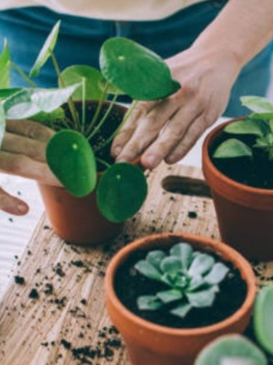 10 indoor plants for air purification Times of India