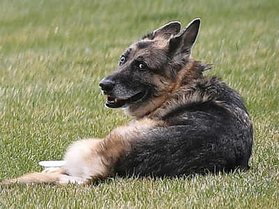 Bidens' older dog, Champ, has died; German Shepherd was 13