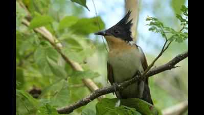 Goa, which has 0.1% of India’s area, has 37% of its listed birds