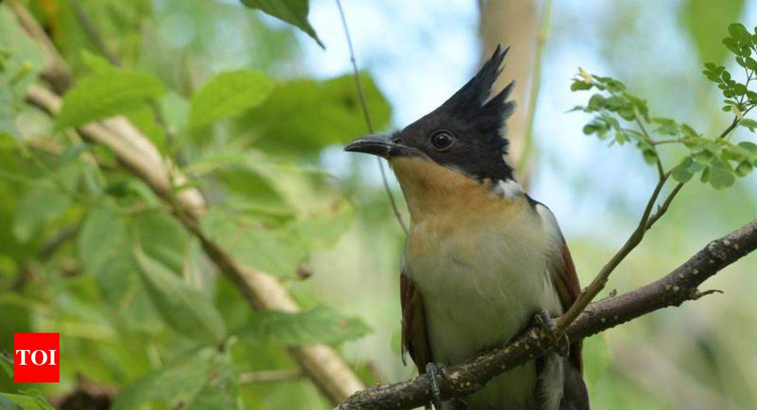 Goa, which has % of India's area, has 37% of its listed birds | Goa News  - Times of India
