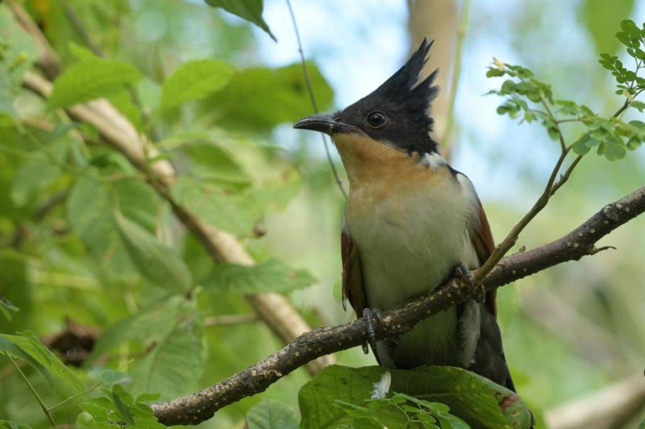 Goa, which has % of India's area, has 37% of its listed birds | Goa News  - Times of India