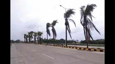 Goa: Salvaged last year, coconut trees along Guirim highway near dead