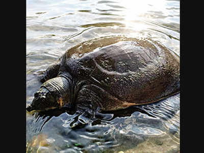 MoU signed to conserve black softshell turtle