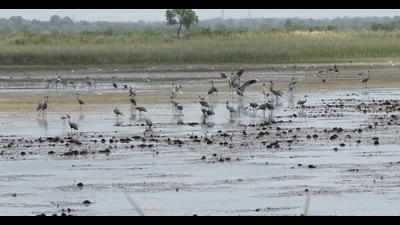 Gujarat: 10% rise in Sarus crane numbers in Anand, Kheda