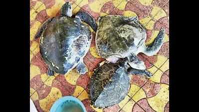Mumbai: Three sea turtles rescued from Juhu beach