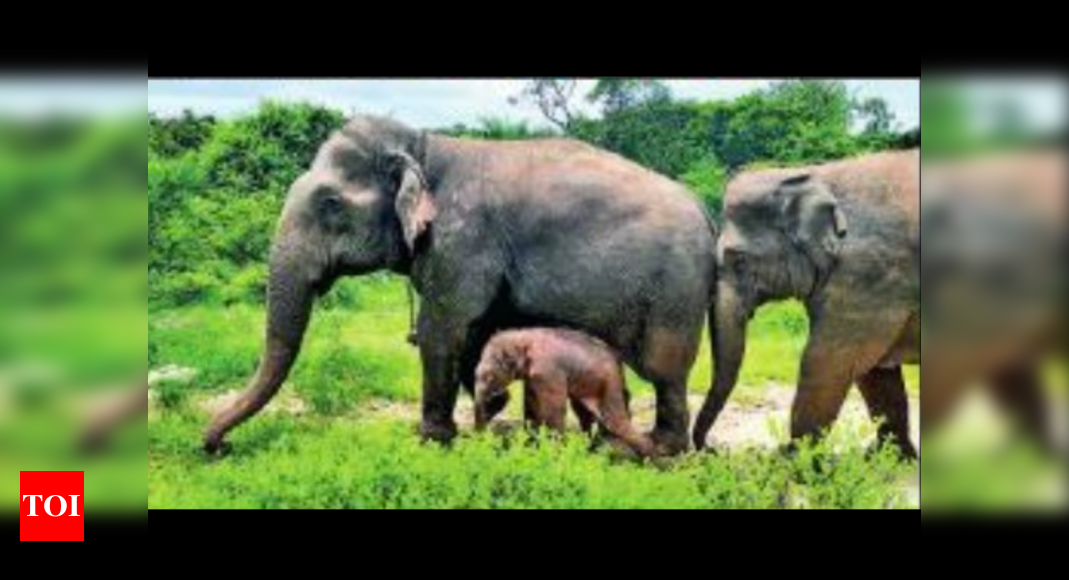 NHAI eyes elephant reserve land for road