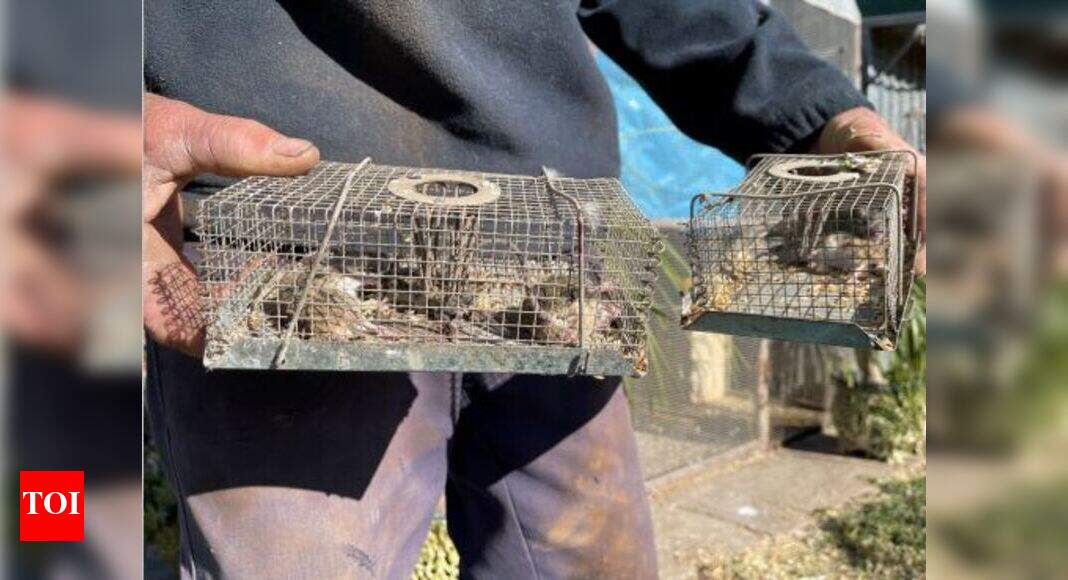 Mouse plague forces Australian prison evacuation