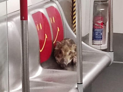 All a boar-d! What happened when a Wild pig takes Hong Kong subway journey