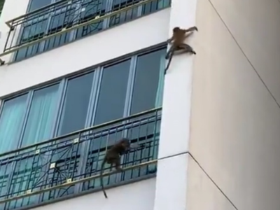 Viral video shows monkeys climbing down a building in sync