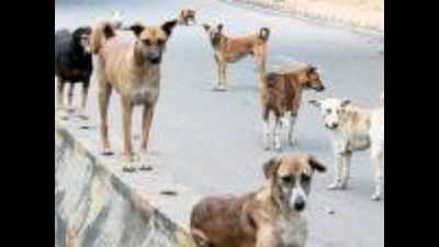 Bruhat Bengaluru Mahanagara Palike spent Rs 11 lakh to feed stray dogs during lockdown