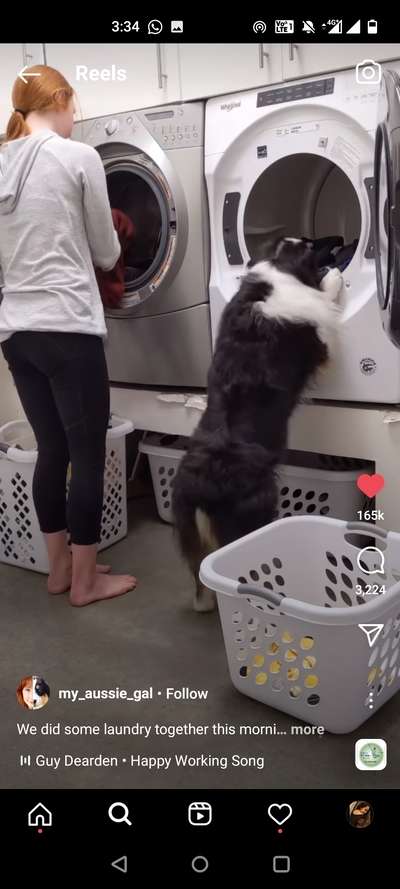 Viral video shows dog doing laundry with owner