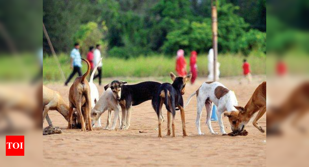 No rabies deaths in 3 years, Goa is first state to beat the virus