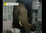 Viral video: Elephant breaks into a house in search of food