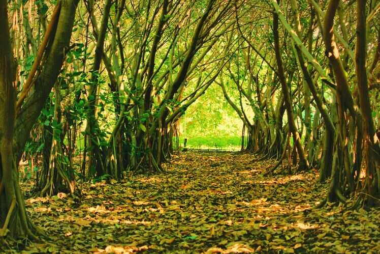 Protect forest. Глаза в лесу. Мелиоративные защитные лесные насаждения. Protect forest. Protect forest.