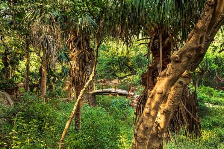 Gorgeous Green Forests In And Around Delhi To Visit Times Of India Travel