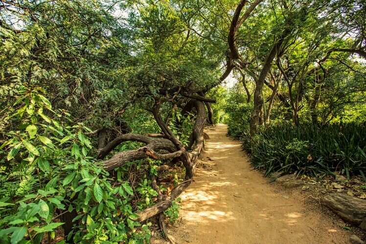 Sanjay van