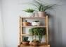 Best indoor plants with health benefits