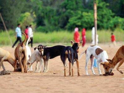 Now, to enter Goa, even pets must have vaccine certificates | Goa News -  Times of India