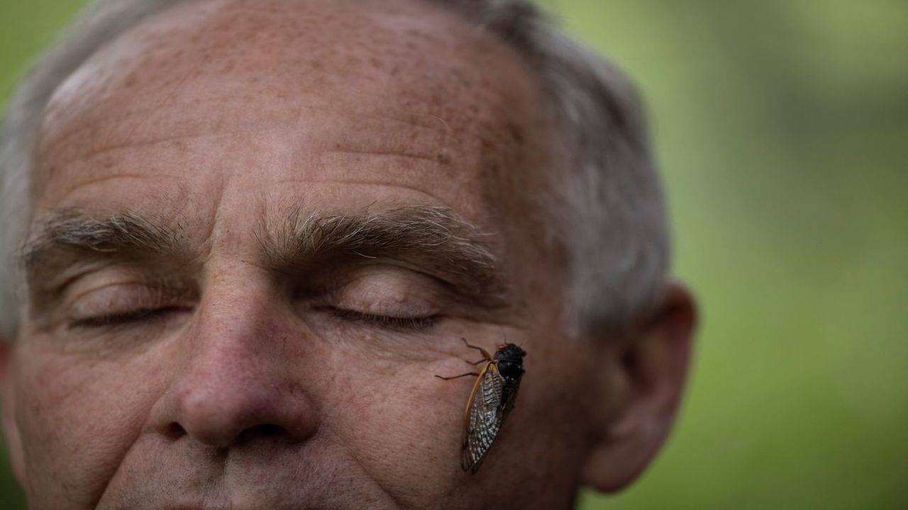 A man crashed his car after a cicada hit him in the face