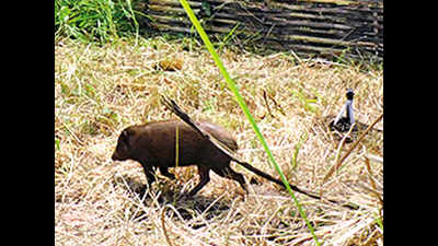 Eight pygmy hogs released in Manas National Park
