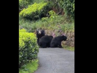 Bear charges towards a rider in viral video