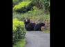 Bear charges towards a rider in viral video