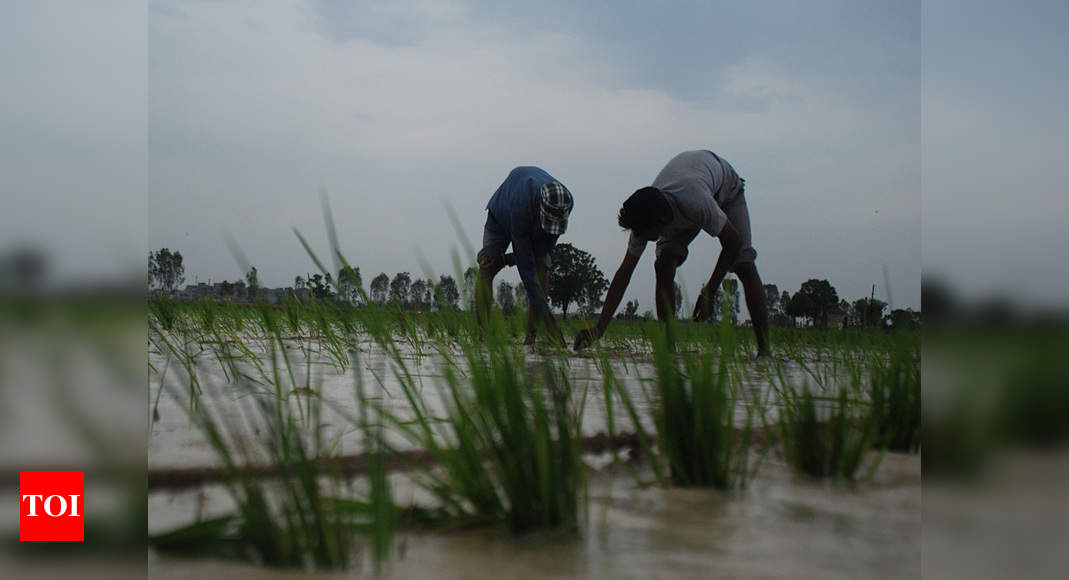 Diversify crops, shift rice to places that can support it: Central panel