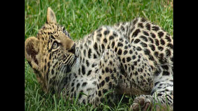 Leopard cub found dead in Manjakambai