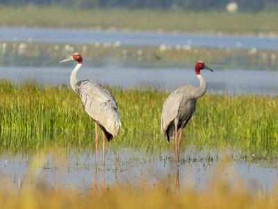 Sarus cranes number goes down in Gondia