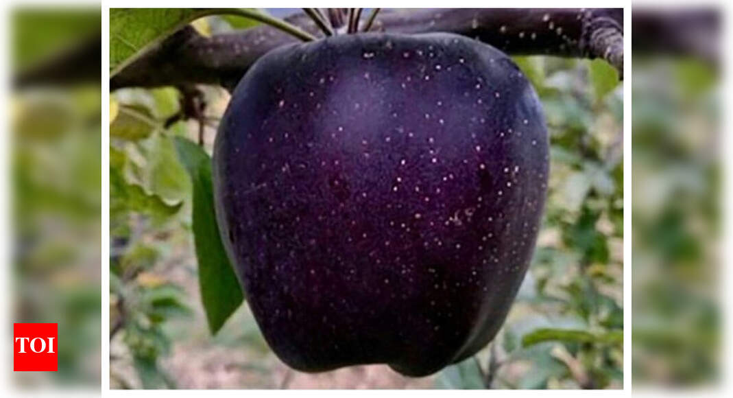 What is Black Diamond Apple and is it healthy? - Times of India