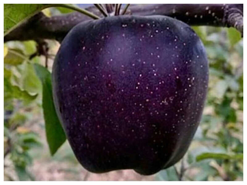 What is Black Diamond Apple and is it healthy?