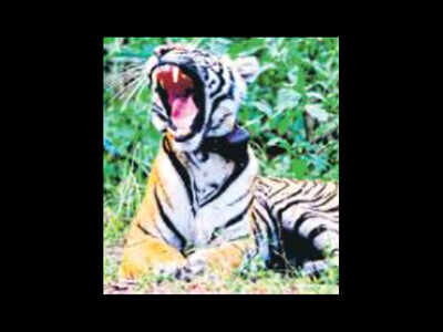 A strong political and bureaucratic will is required to remove encroachments from the tiger reserve