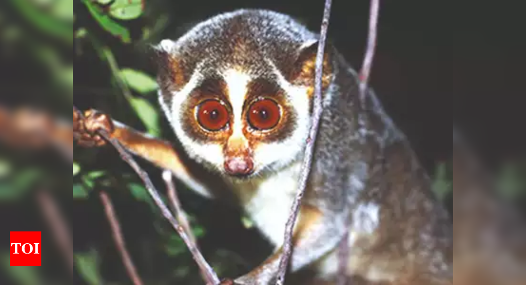 tamil-nadu-bid-to-speed-up-declaration-of-slender-loris-sanctuary