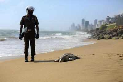 More dead turtles, dolphins, whales wash ashore in Sri Lanka