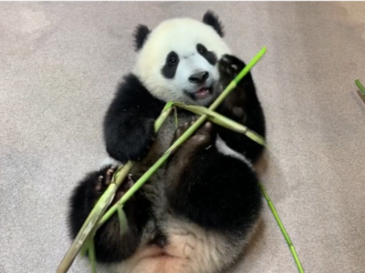 Adorable video of a giant panda cub named Xiao Qi Ji went viral