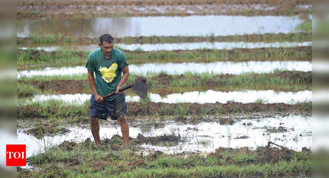 Incessant rain hampers farm activities across Goa