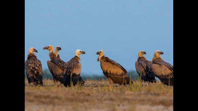 Research Findings: New toxic threat preying on vultures in Gujarat