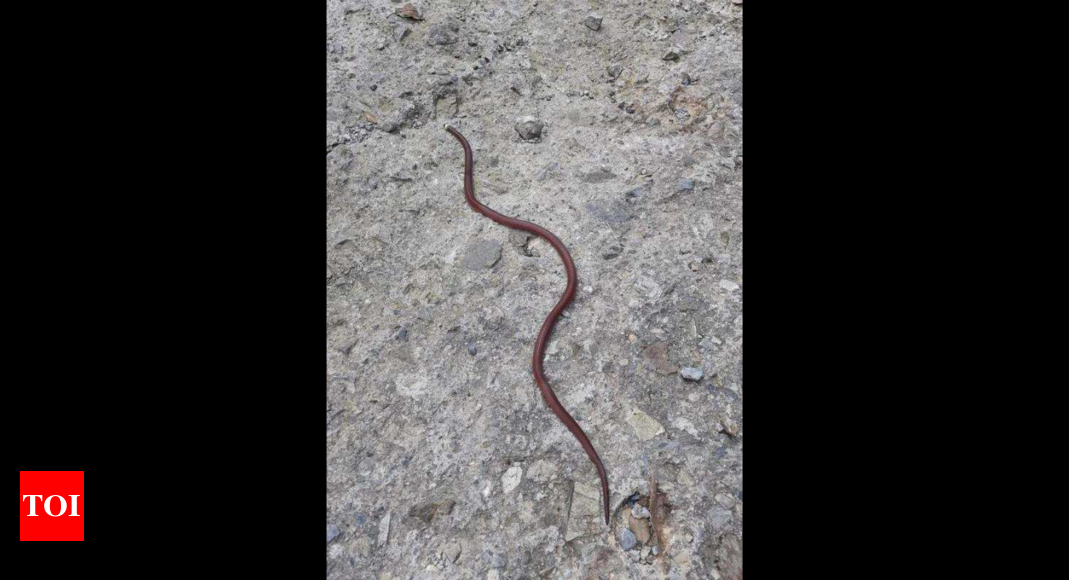 In a first, rare Albino Spectacled Cobra found in Uttarakhand