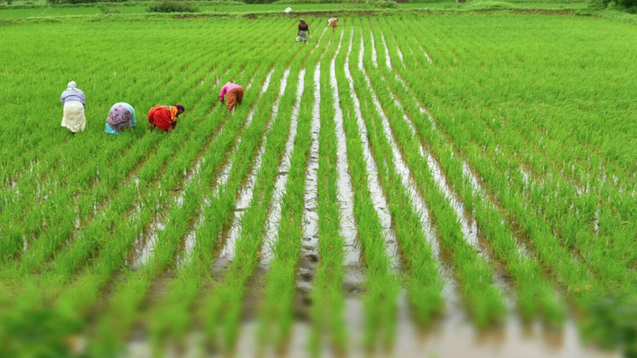 Widespread showers bring cheer to Marathwada farmers | Aurangabad News - Times of India