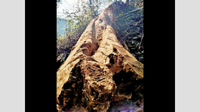 Felled tree found on range officer’s property