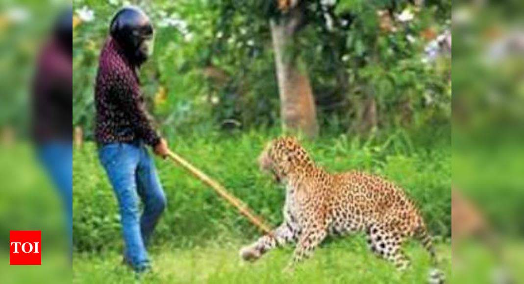 Leopard Rescued In Dehradun After 10-hour-long Operation Succumbs To 