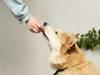 Dog food for senior dogs: Take special care of your old pet dog