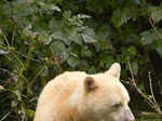 ​Spot a Kermode bear in the Great Bear Rainforest
